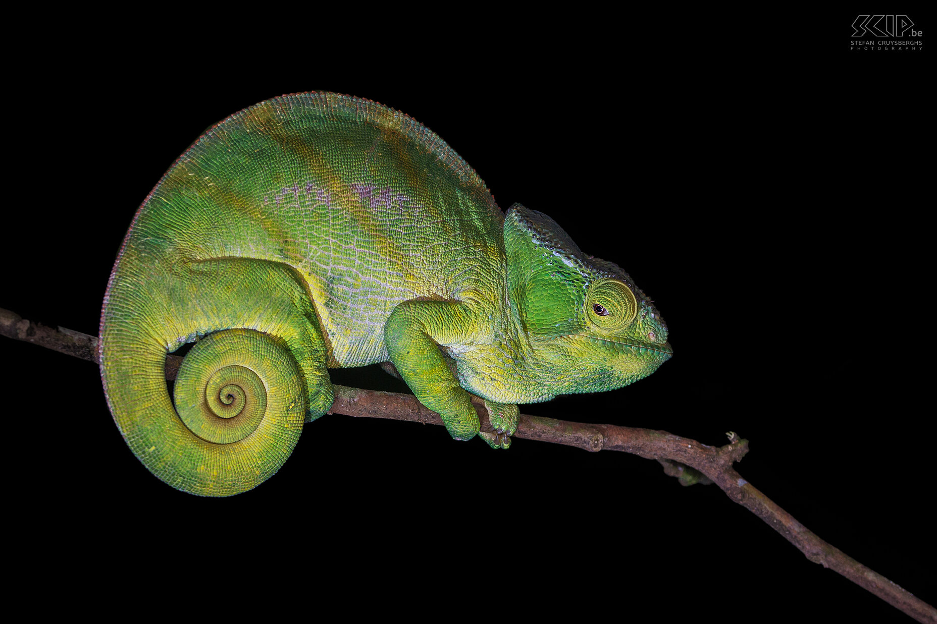 Andasibe - Parsons kameleon Een vrouwelijke Parsons kameleon (Parson's chameleon, Calumma parsonii) in het regenwoud van Andasibe. De Parsons kameleon is een van de grootste kameleonsoorten (tot 45cm) en is endemisch in geïsoleerde gebieden van vochtige primair bos in het oosten en het noorden van Madagaskar. Stefan Cruysberghs